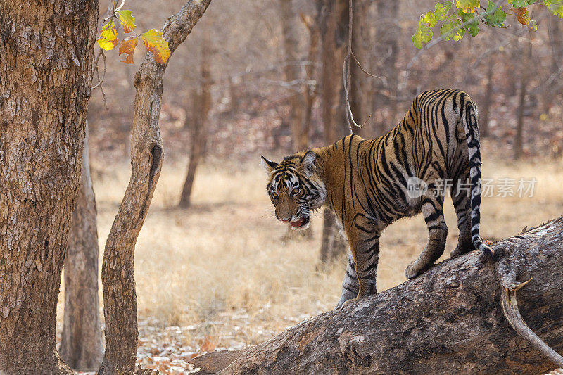 孟加拉虎，Ranthambore -印度